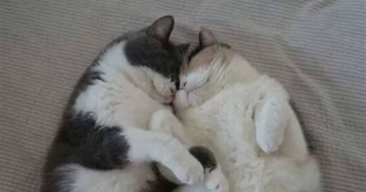 40+ Cutest Cuddle Memes for Your Loved Ones