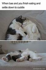40+ Cutest Cuddle Memes for Your Loved Ones