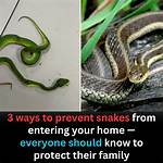 5 Very Effective Ways to Keep Snakes Away from Your Toilets Completely in 2021 & Snake Prevention Box