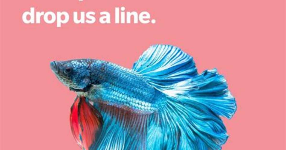 50+ Funny Fish Puns, Jokes and Memes You Just Have to See