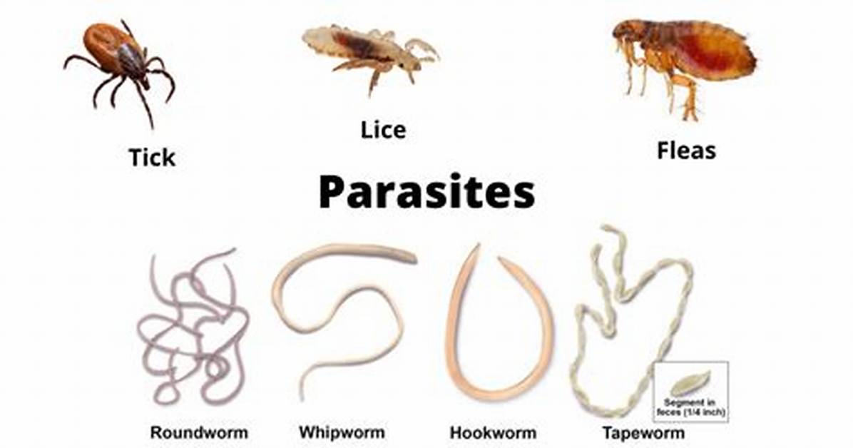 A Look Back at 'Parasite's Painful Ending (Spoilers)
