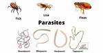 A Look Back at 'Parasite's Painful Ending (Spoilers)