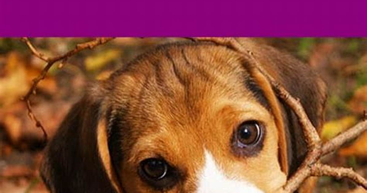 Beagle 401K: Uncover the Benefits of Beagle’s Retirement Plans.