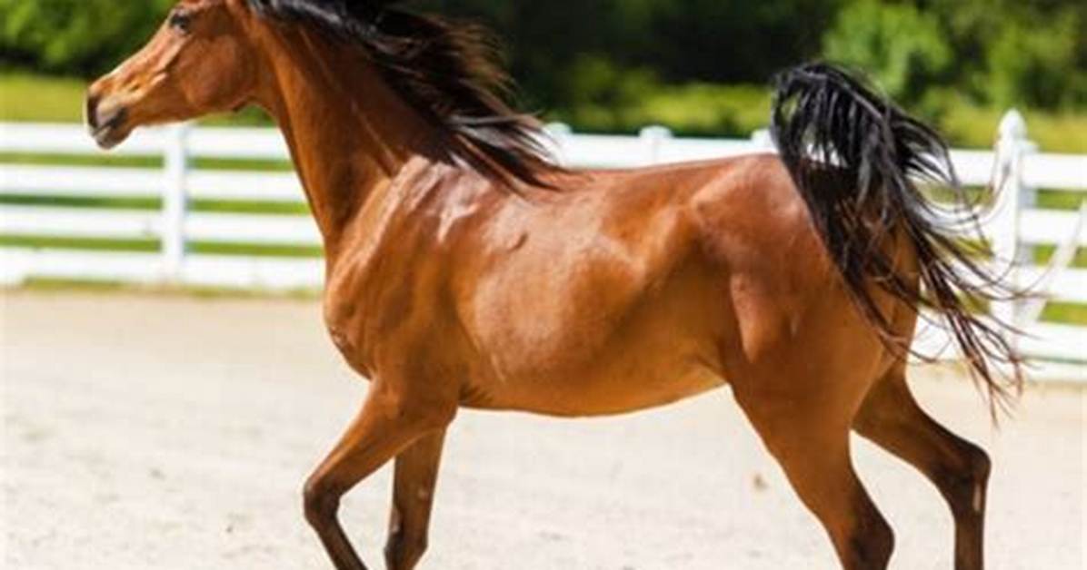 Best Horse Puns, Jokes, Memes, Quotes and Pick up Lines