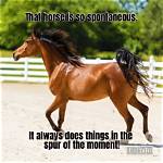 Best Horse Puns, Jokes, Memes, Quotes and Pick up Lines