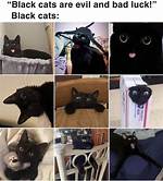 Black Cat Memes Collected for You to Share the Laughter
