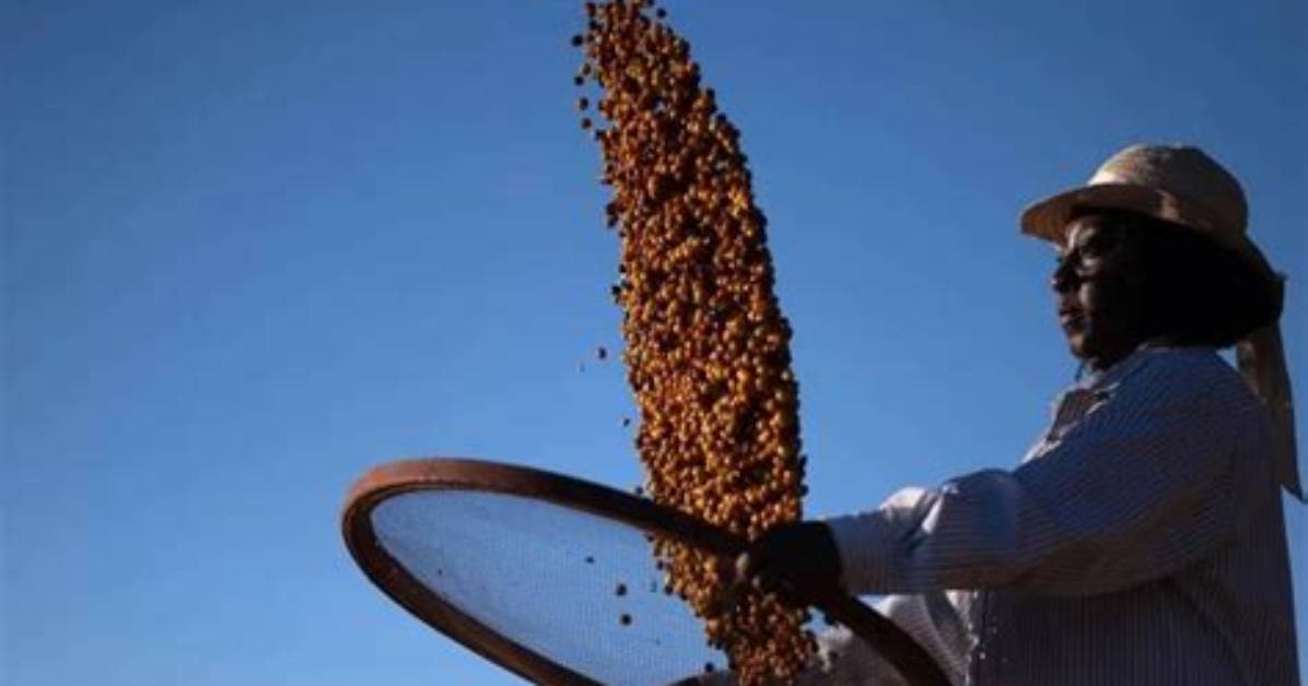 Black Farmers in Brazil Changing Views on Coffee Production