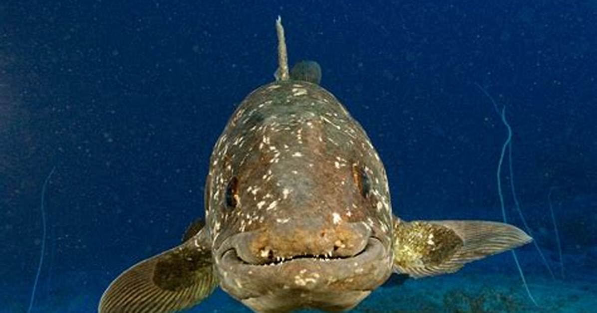 Can't Find the Coelacanth Fish in 'Dredge'? Here's the Best Location to Look