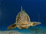 Can't Find the Coelacanth Fish in 'Dredge'? Here's the Best Location to Look