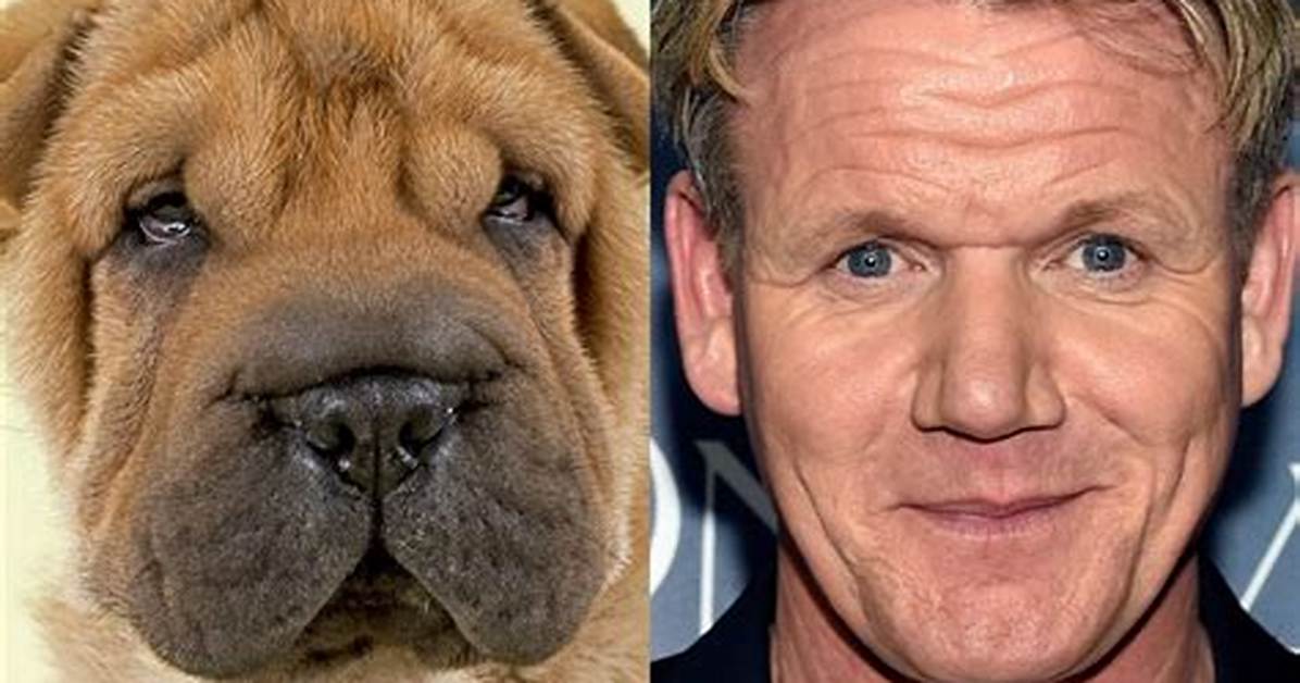 Celebrities That Look Like Animals – Nature’s Doppelgängers