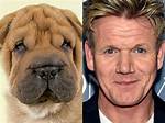 Celebrities That Look Like Animals – Nature’s Doppelgängers