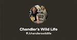 Chandler’s Wild Life