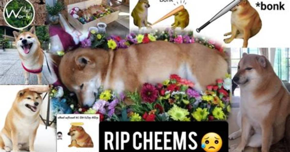 Cheems Dog Death and Obituary: How Did Shedied?