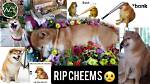 Cheems Dog Death and Obituary: How Did Shedied?