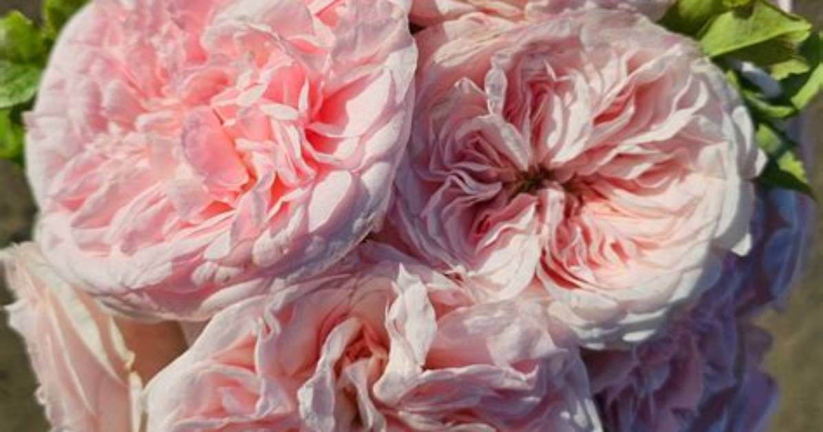 Claire Rose
