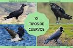 Cuervos by Designo from Usa