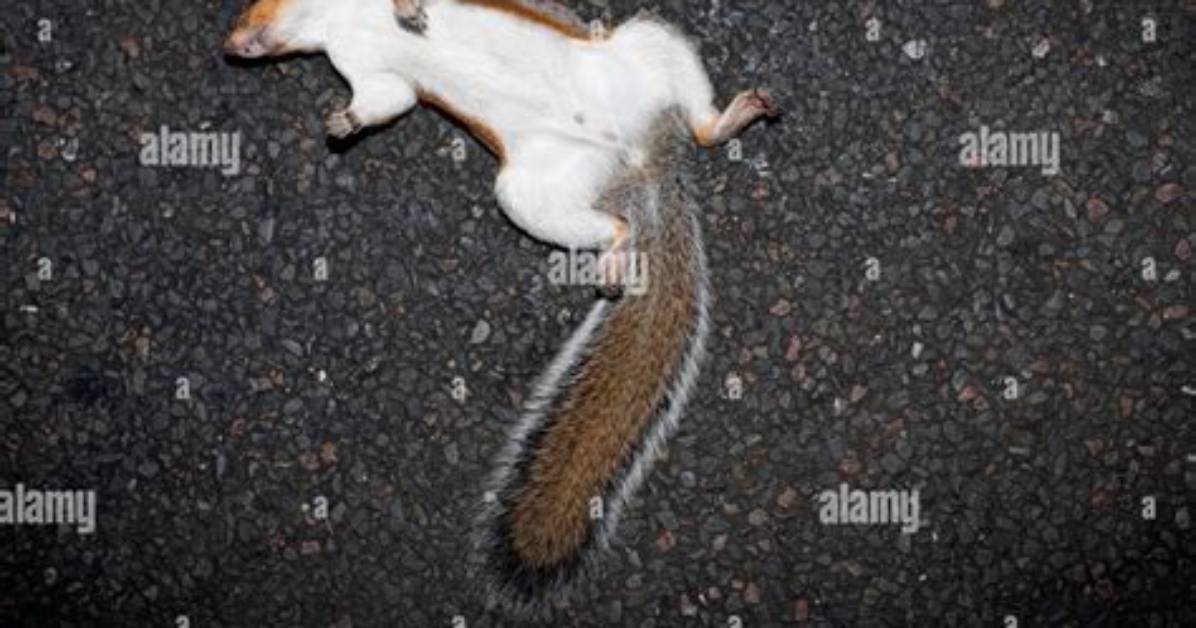 Dead Squirrel