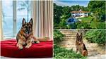 Dog Becomes Billionaire After Inheriting N205.4Bn, Plans to 'Sell' Its House for N13M
