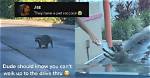 Dunkin' Drive-Thru Surprise: Raccoon's Perfect Etiquette Leaves Patient Customer in Awe