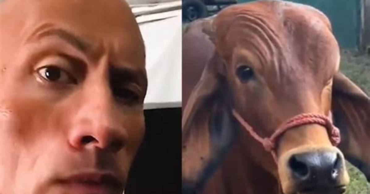 Dwayne Johnson Reacts Cow Doing His Iconic Smoulder- Meme Explained