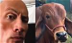 Dwayne Johnson Reacts Cow Doing His Iconic Smoulder- Meme Explained