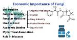 Economic Importance of Fungi in Commercial Agriculture
