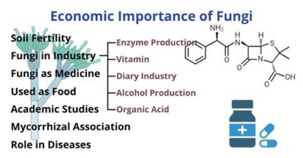 Economic Importance of Fungi in Commercial Agriculture
