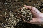 Fly Larvae: Costa Rica's Sustainable Protein for Animal Feed