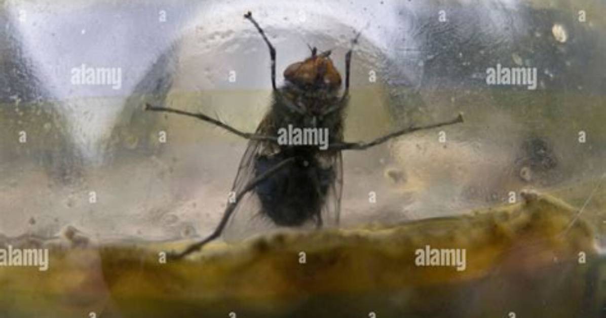 Fly Trapped in a Jar