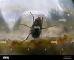 Fly Trapped in a Jar