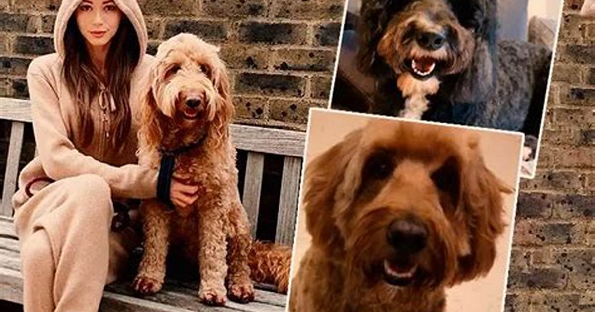 Get to Know Louis Tomlinson’s Dogs — Bruce and Clifford