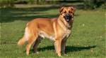 Golden Shepherd(German Shepherd Golden Retriever Mix) Black, Price, Lifespan, and Temperament