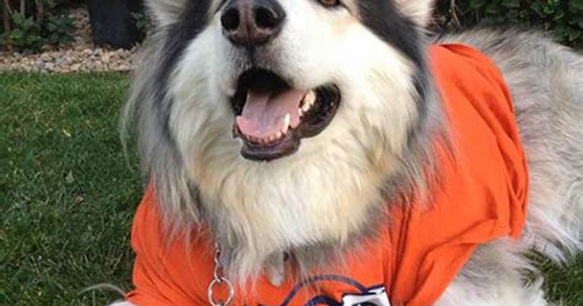 Happy Dog Mom Day! Memes to Celebrate the Best Day of the Year