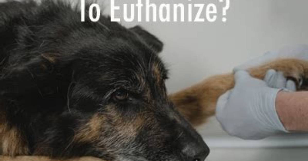 How Much Does It Cost to Euthanize a Cat?
