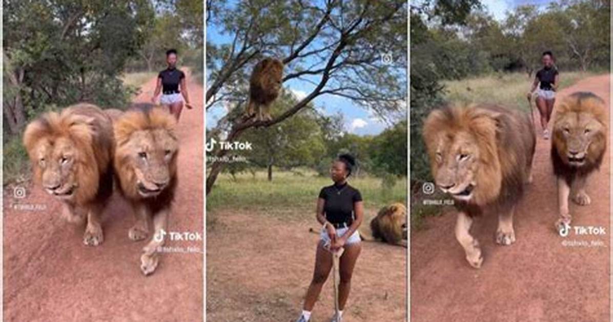“I Used to Fear Samson”: Pretty Lady Walks 2 Big Lions as If They Are Dogs in Viral Video