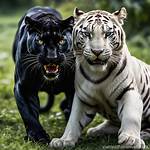 Is White Tiger Related to Black Panther? Details