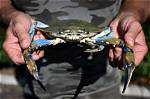 Italy's Clam Farmers Fear Blue Crab 'Invasion'