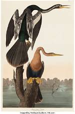 John James Audubon Net Worth