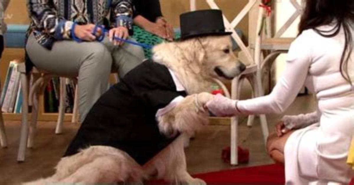Lady Gets 'Married' to Dog on Live Tv Show