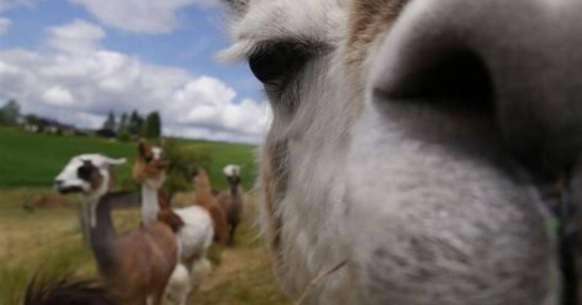 Lamas