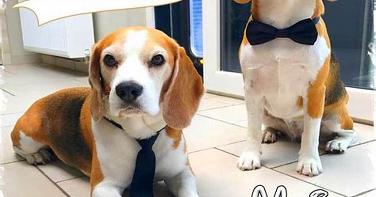 Louie the Beagle