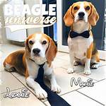 Louie the Beagle