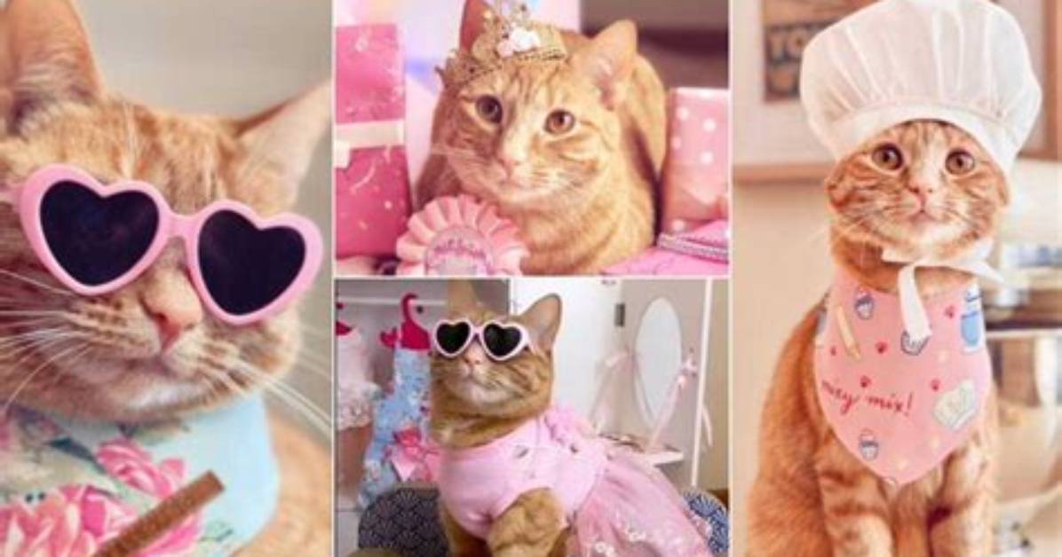 Meet Superstar Cat Who Leads a Lavish Life, Wears Designers, Has Thousands of Followers on Social Media