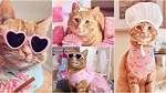 Meet Superstar Cat Who Leads a Lavish Life, Wears Designers, Has Thousands of Followers on Social Media