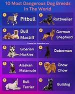 Most Dangerous Dog in the World: Top 5