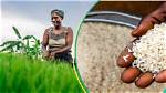 N80,000 for 50Kg: Cost of Rice to Further Increase by 32% as Christmas Approaches
