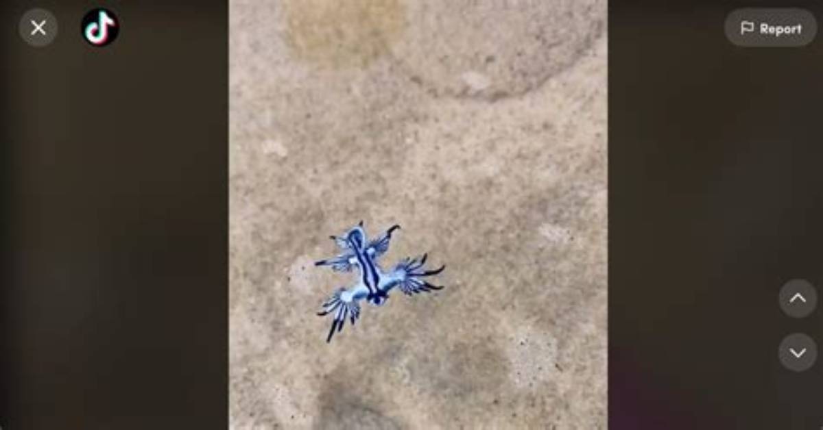One Tiktok User Finds a Blue Glaucus Sea Slug on the Beach — Details