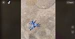 One Tiktok User Finds a Blue Glaucus Sea Slug on the Beach — Details