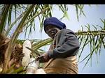 Palm Wine Tapping: How Traditional Practice Made Nigerian Man a Millionaire and Lessons for the Youths