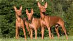Pharaoh Hound Black, Egypt, Price, Temperament, Colors, and Size